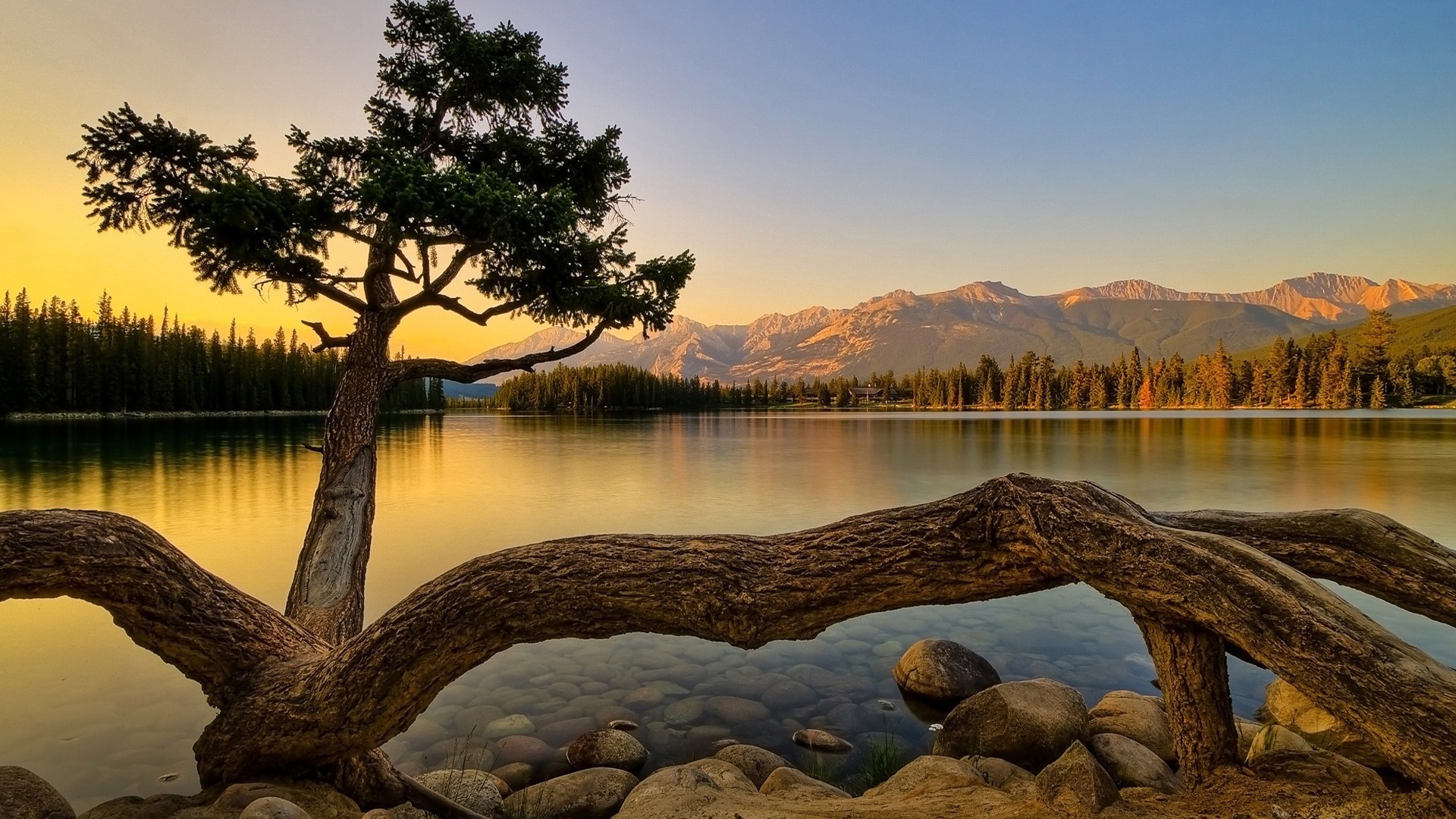 tarantula-tree-jasper-lake-wallpaper1